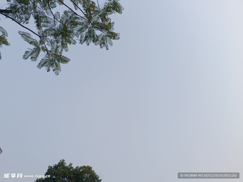 仰视树梢与天空景象