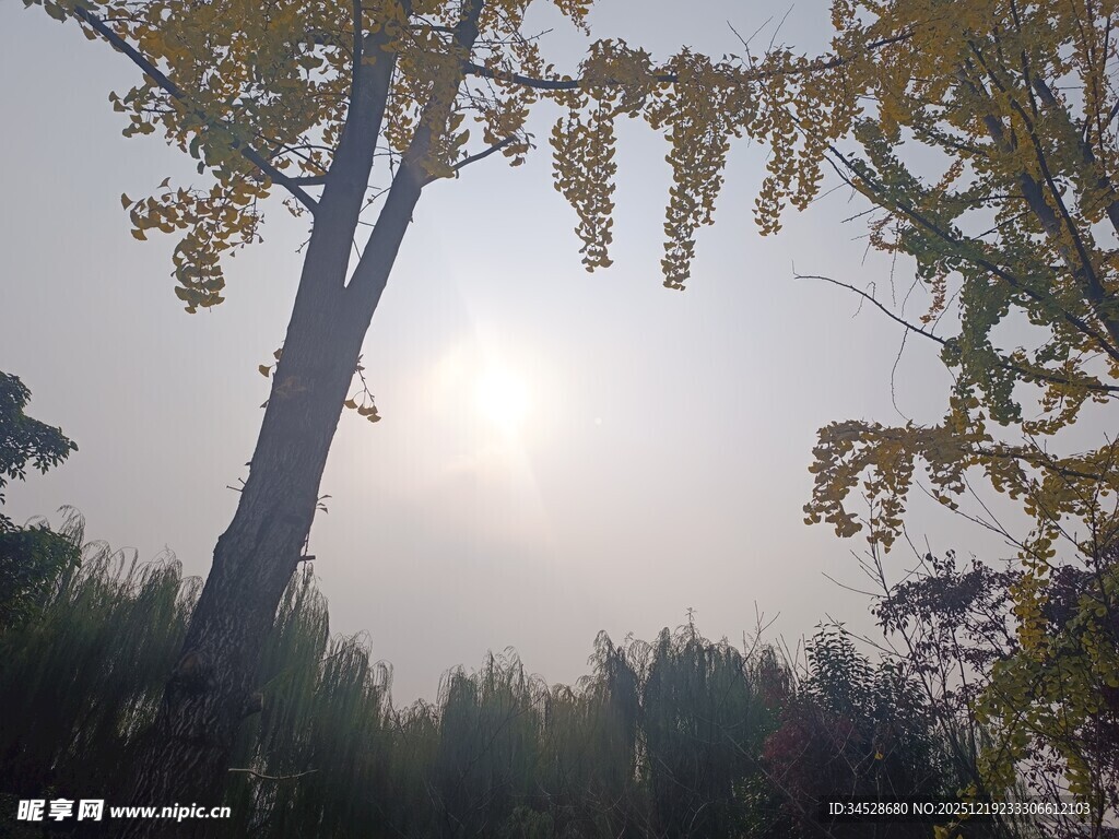 阳光下的树木与繁茂枝叶