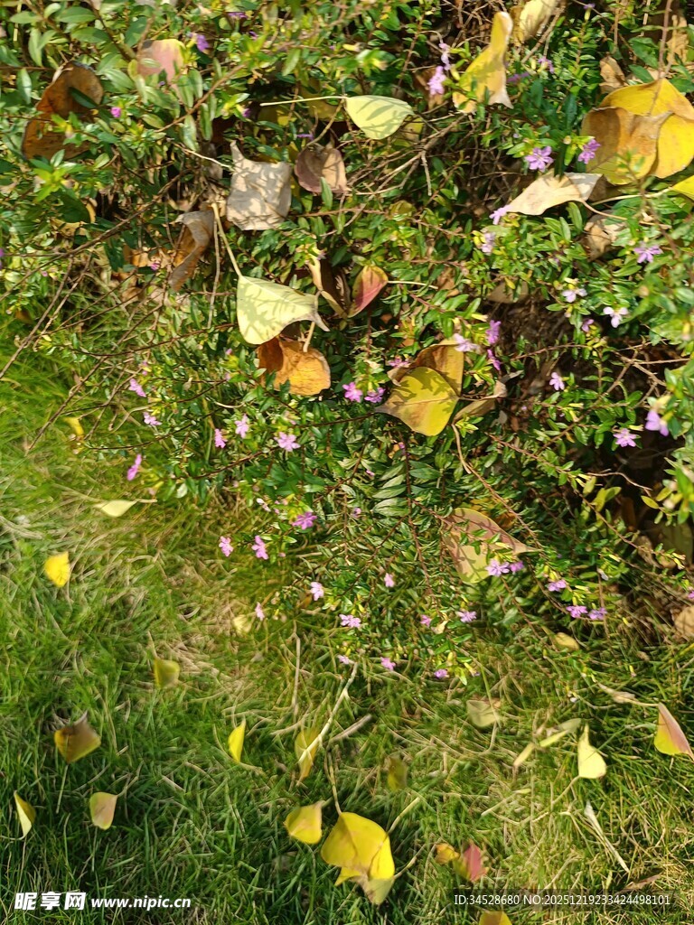 草地上的散落黄叶