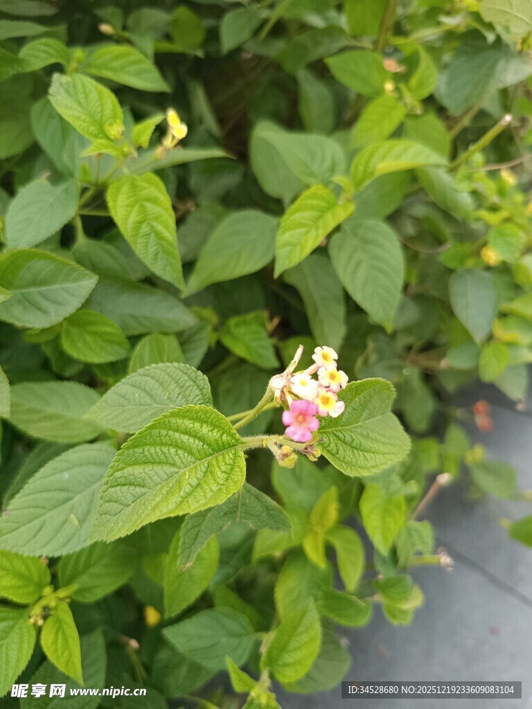 绿叶丛中的粉嫩小花