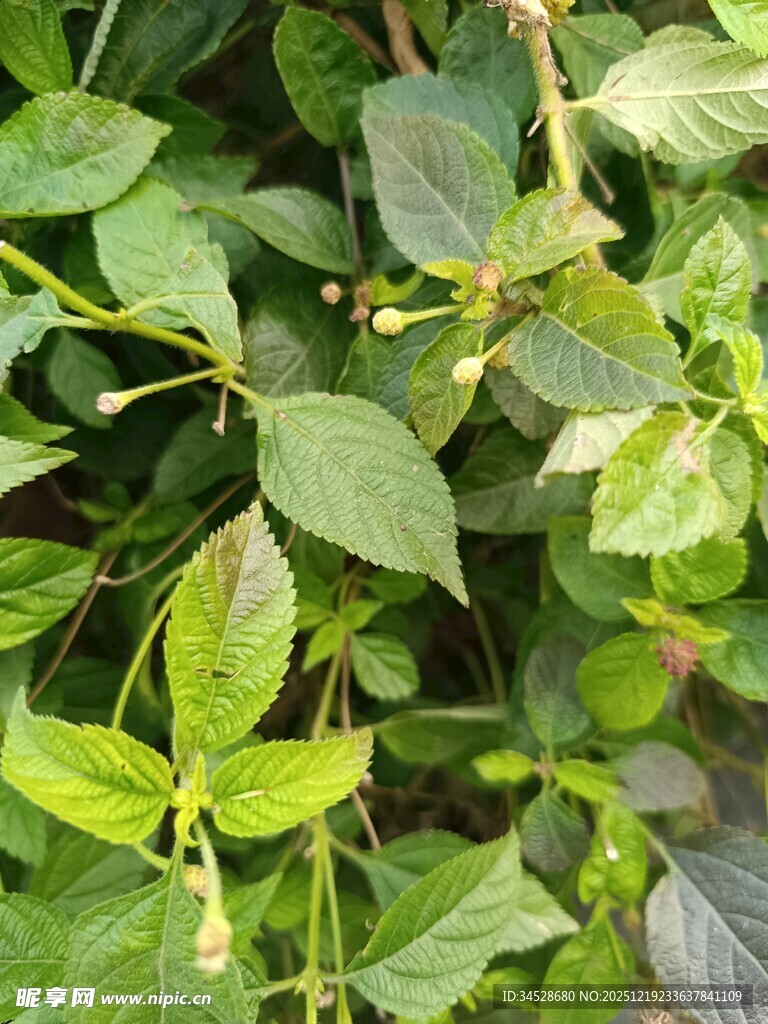 翠绿繁茂的植物枝叶
