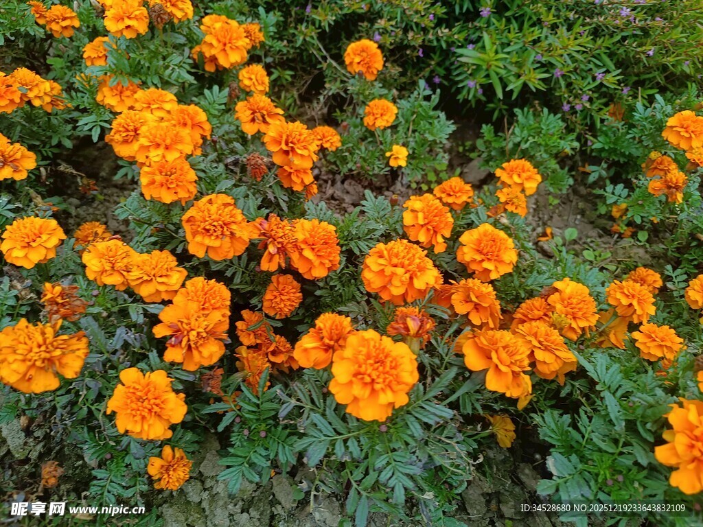 橙色万寿菊绽放的美景