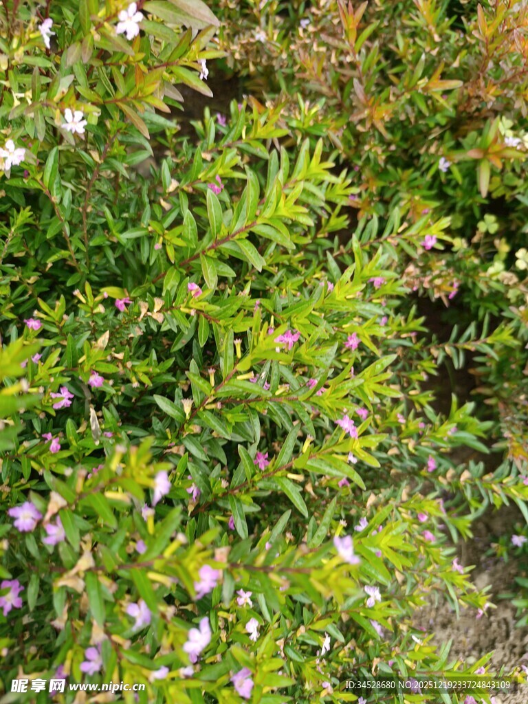 绿叶间绽放的多彩小花