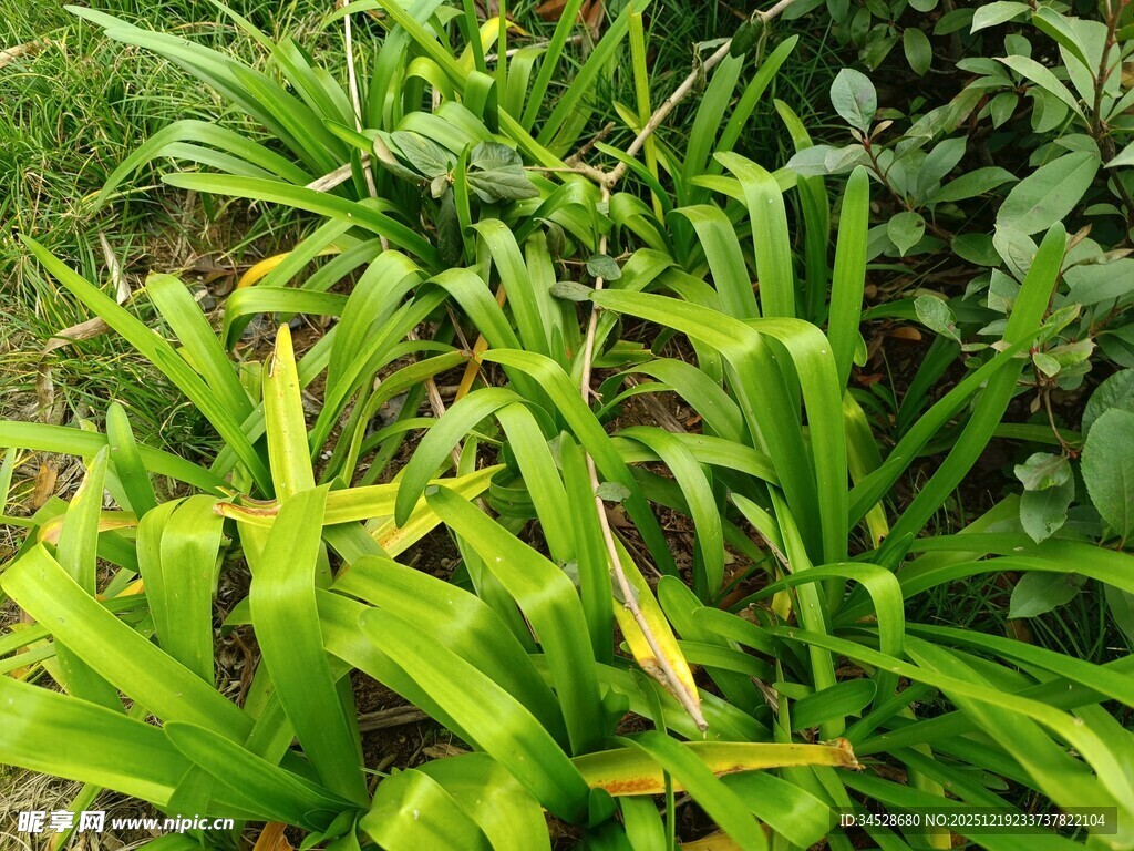 翠绿繁茂的丛生植物