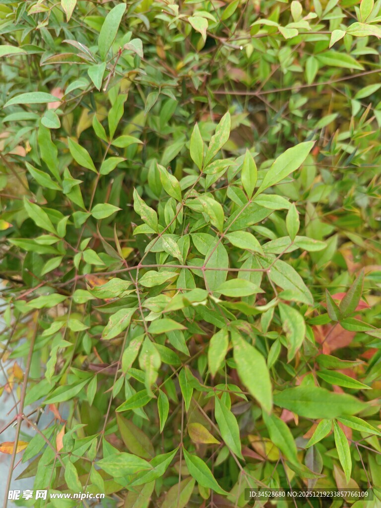 绿叶繁茂的多彩植物景观