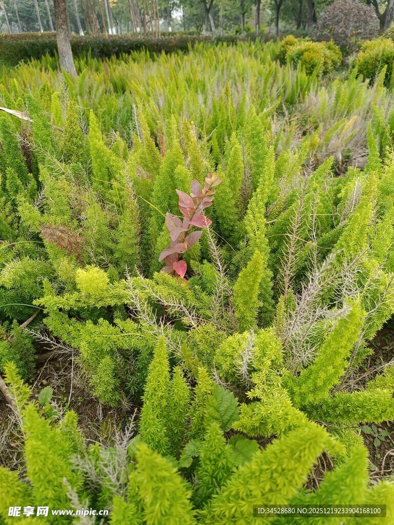 翠绿蕨类植物中的一抹红