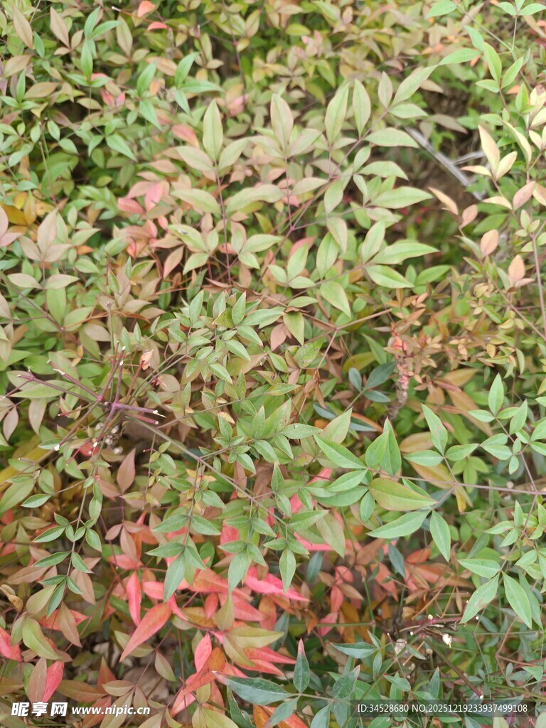 多彩斑斓的植物叶片景观