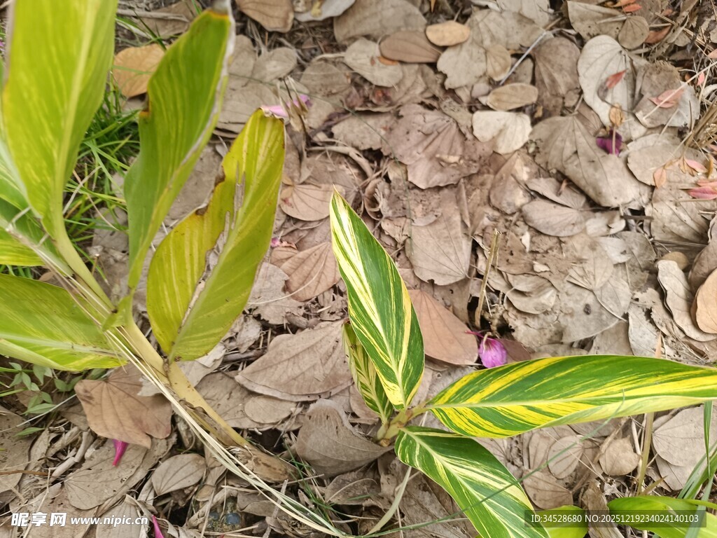 绿叶植物生长于碎石间