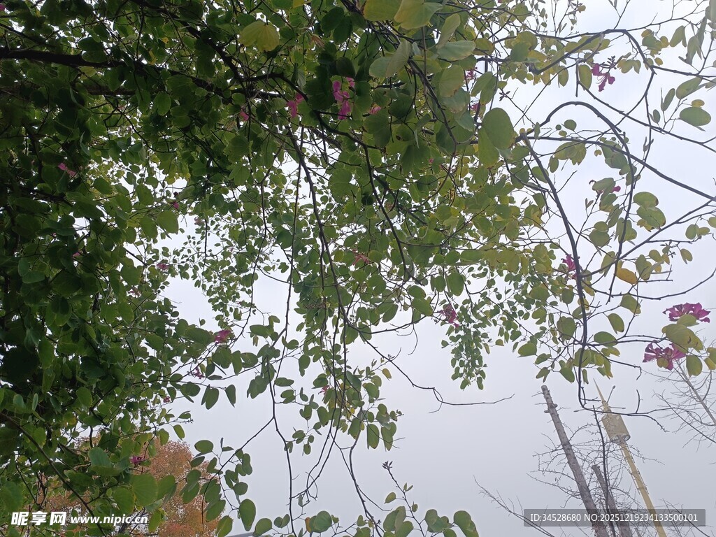 雾中枝叶与建筑景象