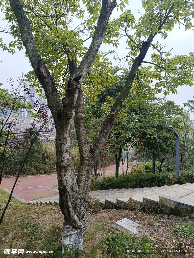 公园内的树木与步道景观