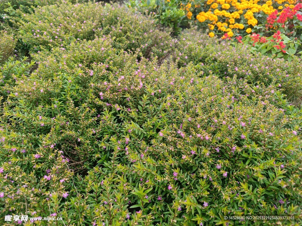 绿意盎然的繁茂灌木丛