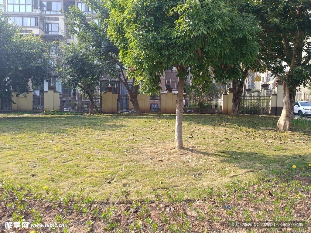 城市中静谧的绿树草地