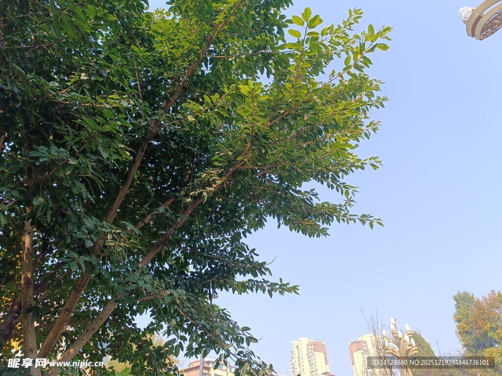 绿树蓝天间的城市景致