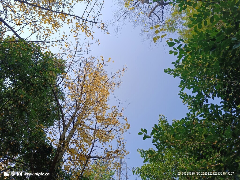 仰观林间树木与蓝天