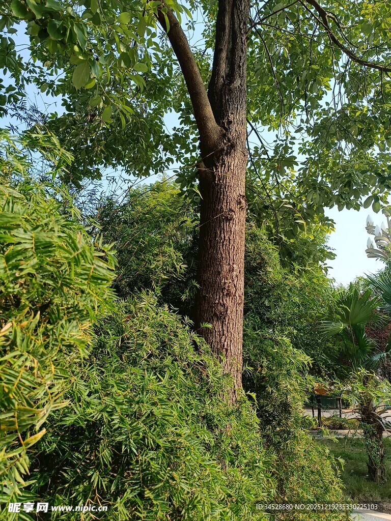 繁茂树木与周边绿植景观