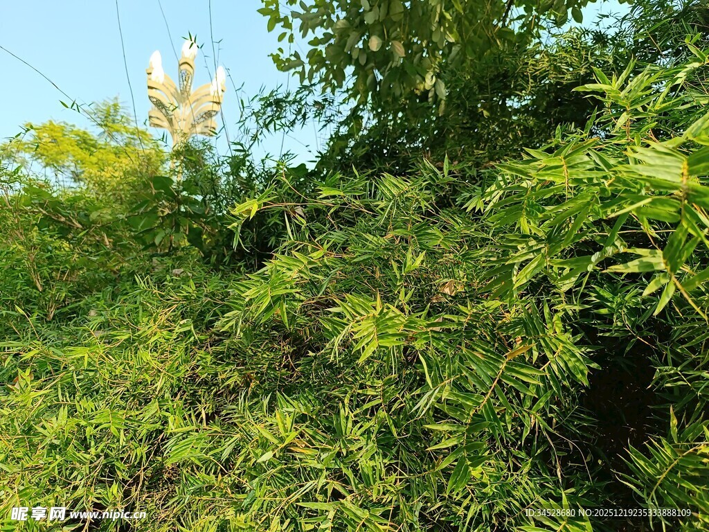 繁茂绿树间的清新景致