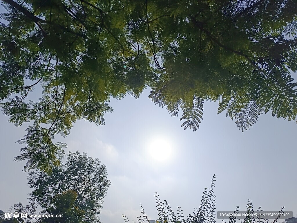 仰视绿树间的明亮天空