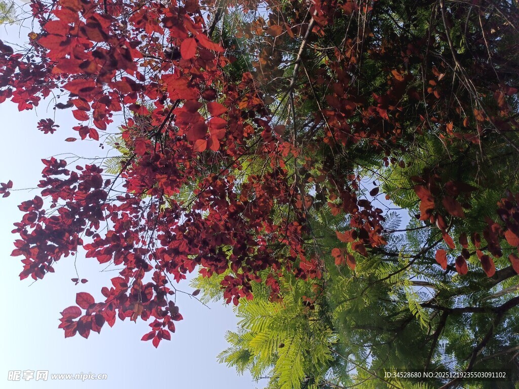 秋日斑斓树梢美景