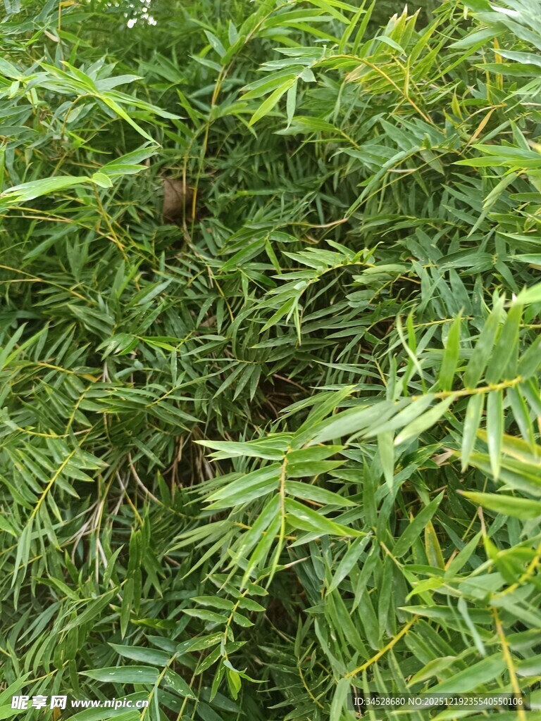 翠绿蕨类植物特写