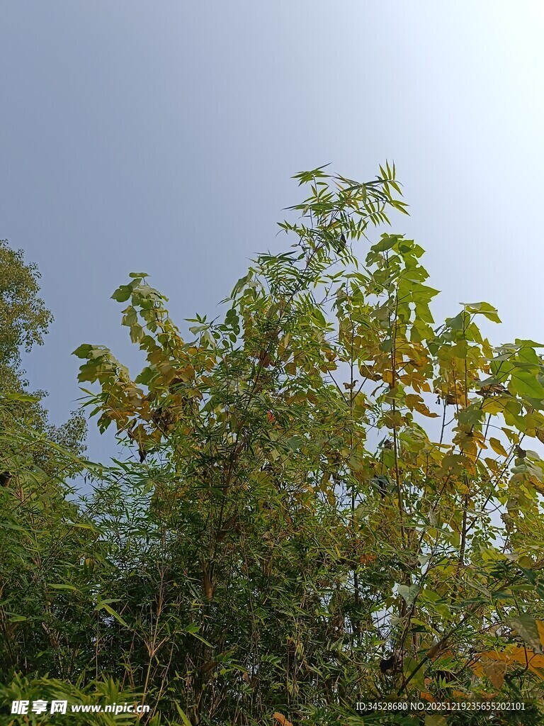 阳光下的葱郁树木