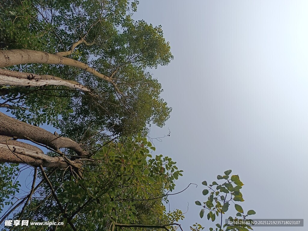 仰视茂密树林中的高大树木