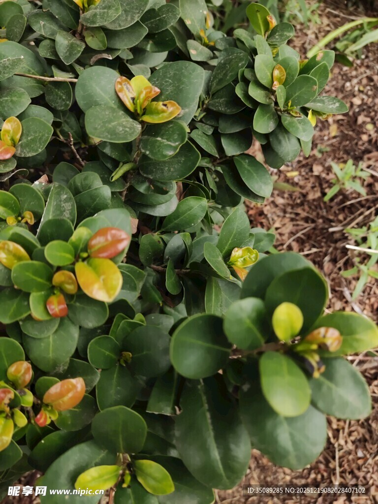 绿叶间点缀的多彩植物