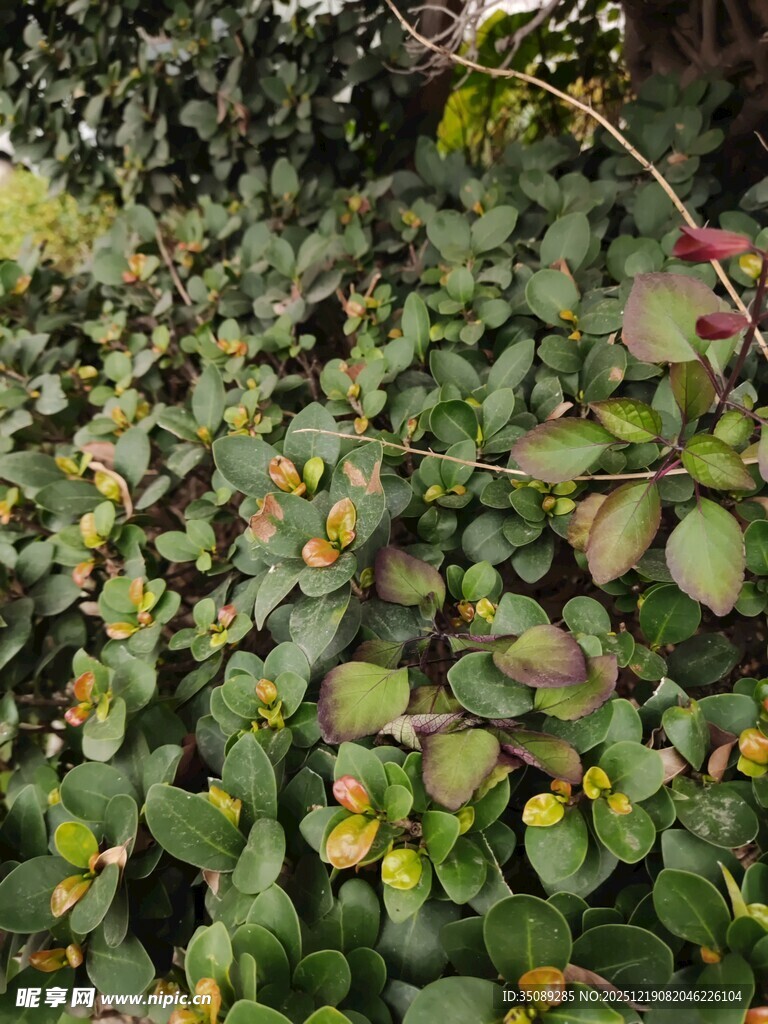 多彩叶片的繁茂植物景观