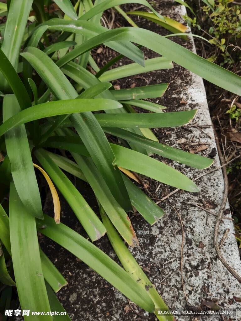 翠绿长叶植物近景特写