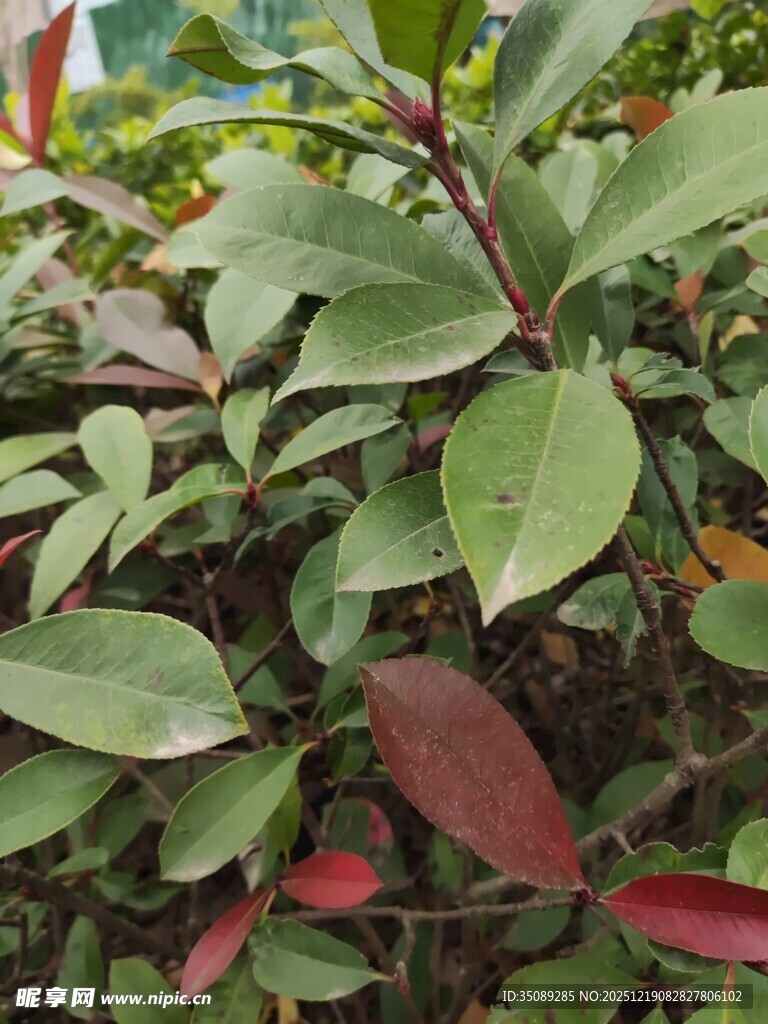 绿叶红边植物特写