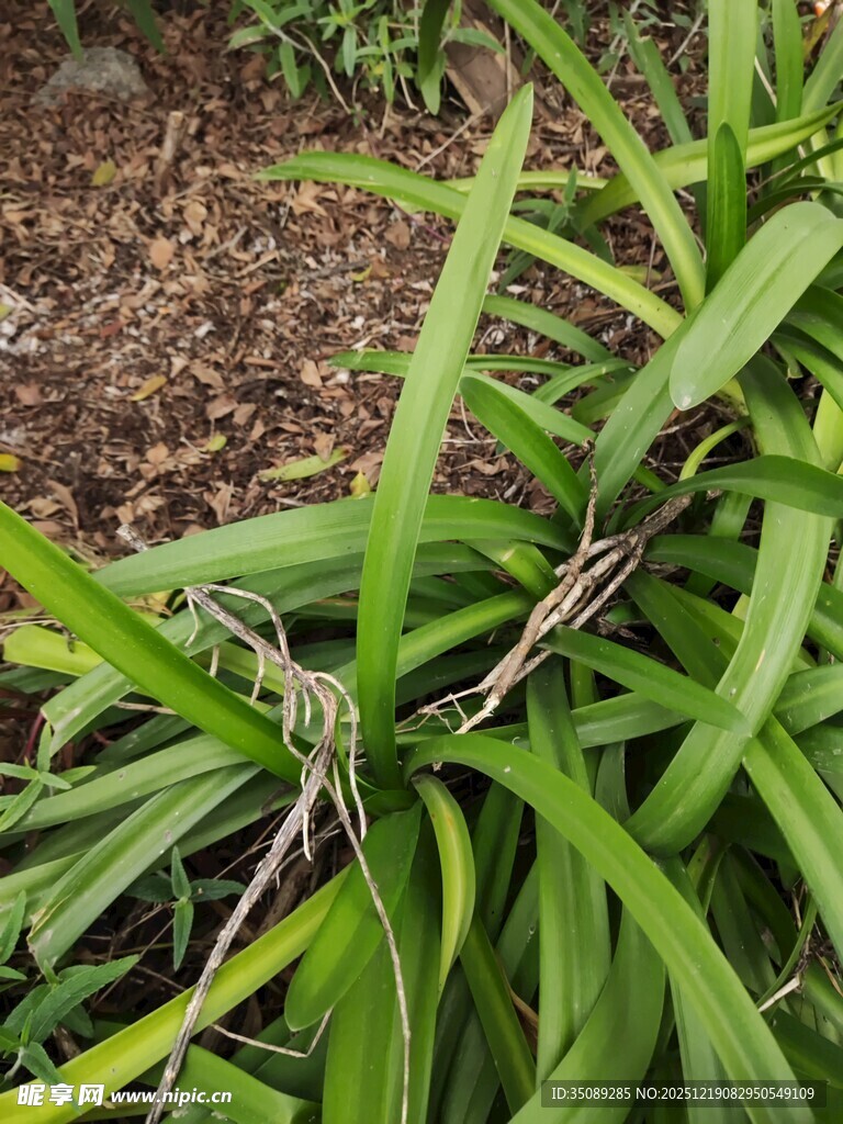 绿叶丛中带刺的藤蔓