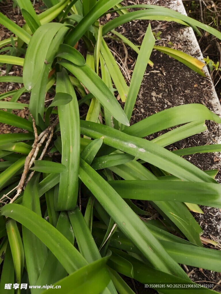 翠绿葱郁的长条状植物叶片