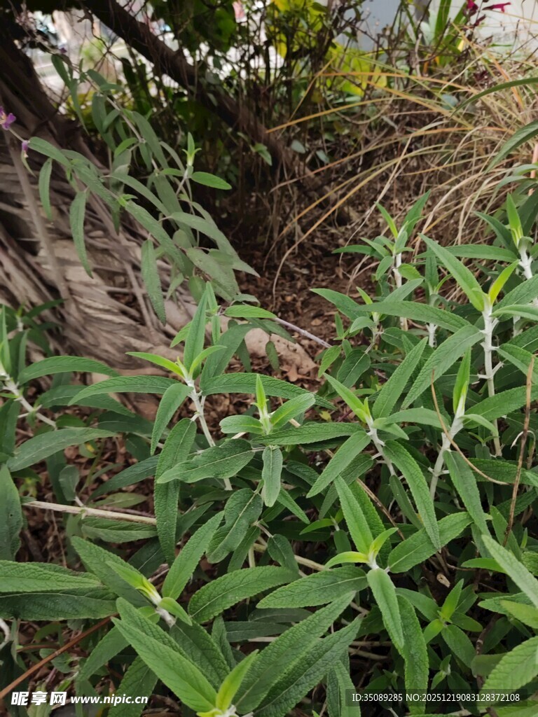 野外丛生的绿色植物