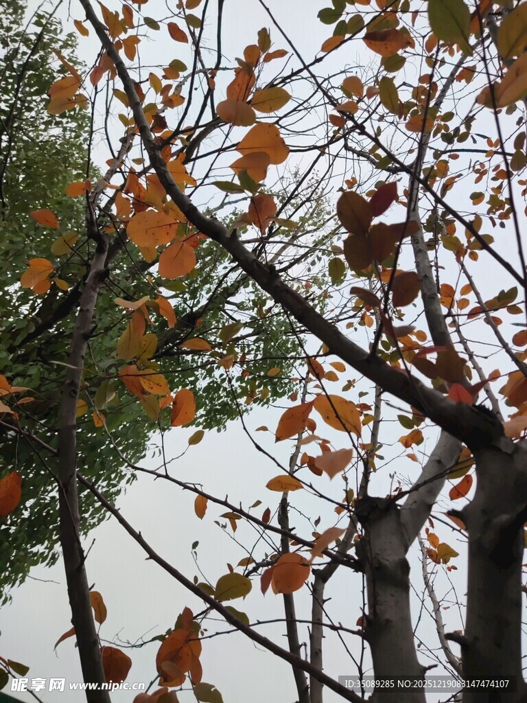 秋日枝头的斑斓树叶