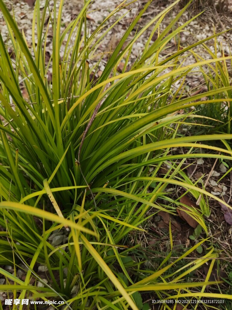 翠绿细长叶片的草本植物