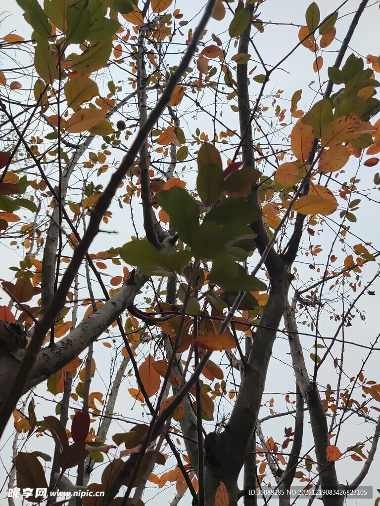 秋日枝头斑斓树叶景象