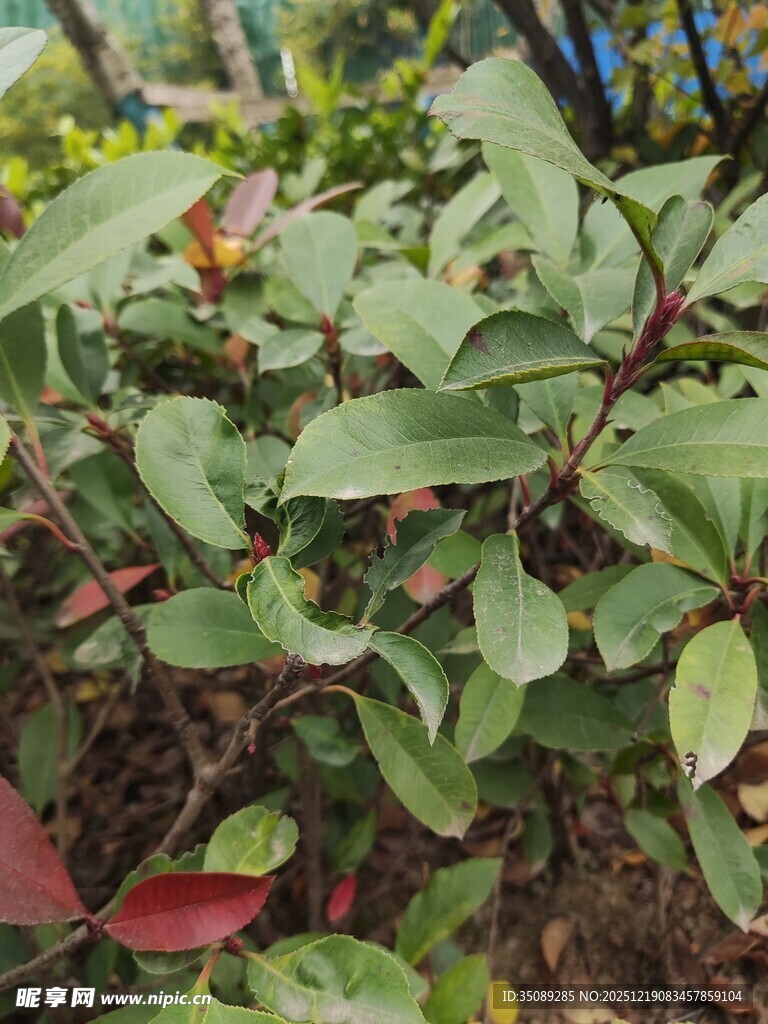绿叶植物近景特写