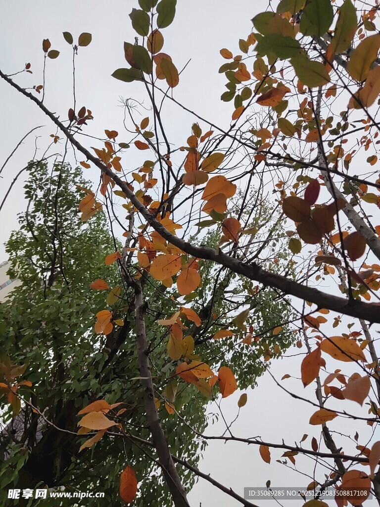 秋日枝头斑斓树叶