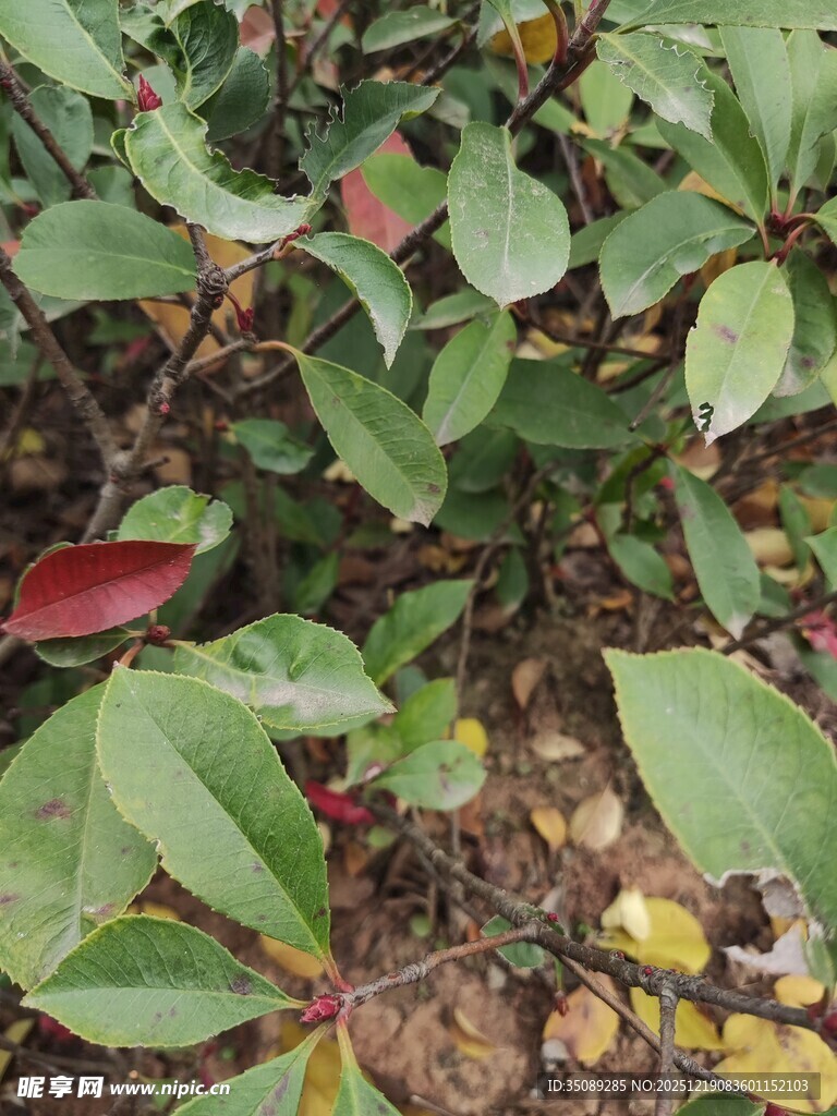 绿叶间的多彩果实