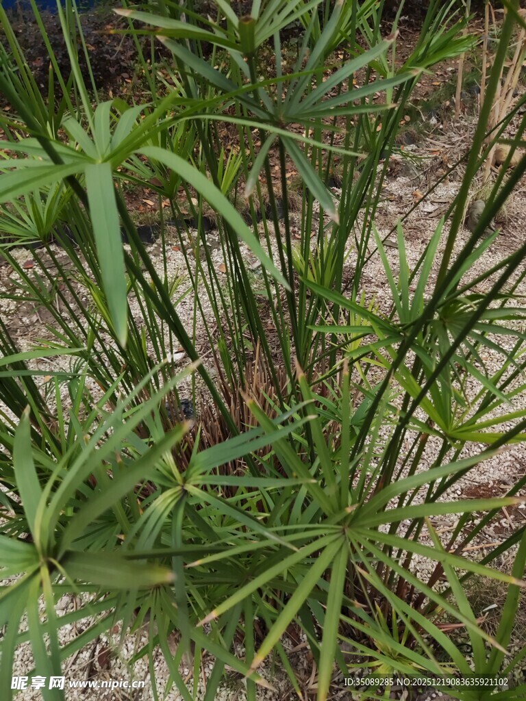 野外丛生的绿色植物