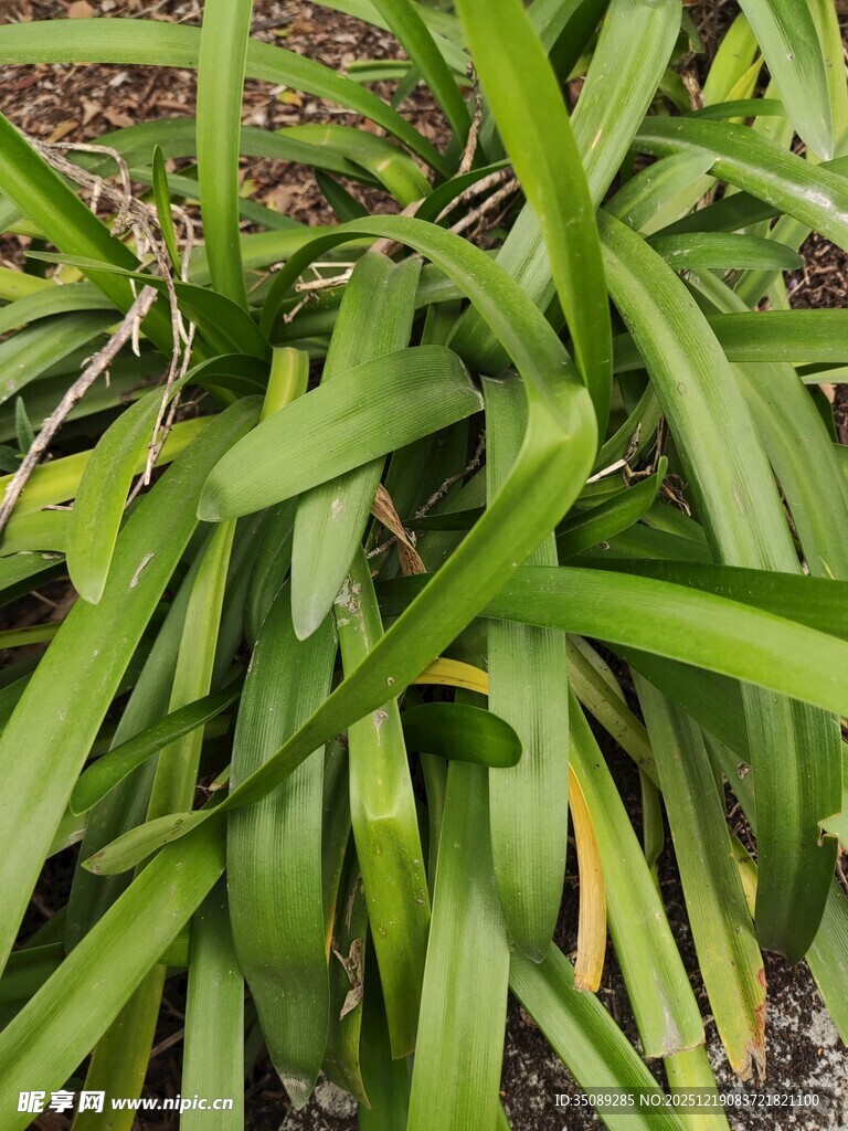 翠绿狭长叶片的植物