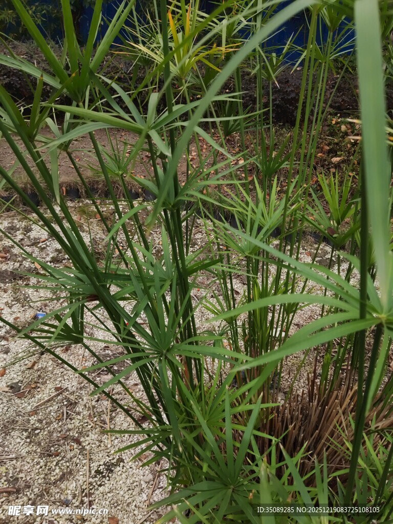 野外生长的绿色细长植物