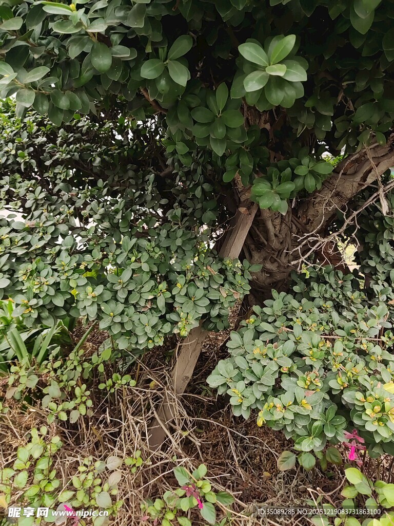 繁茂绿植中的交错枝干