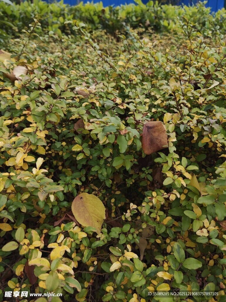 绿叶丛中的多彩叶片