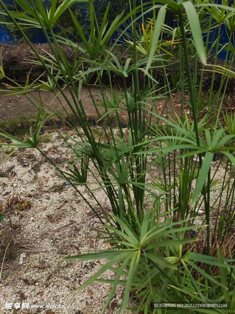 翠绿竹子生长于沙石间