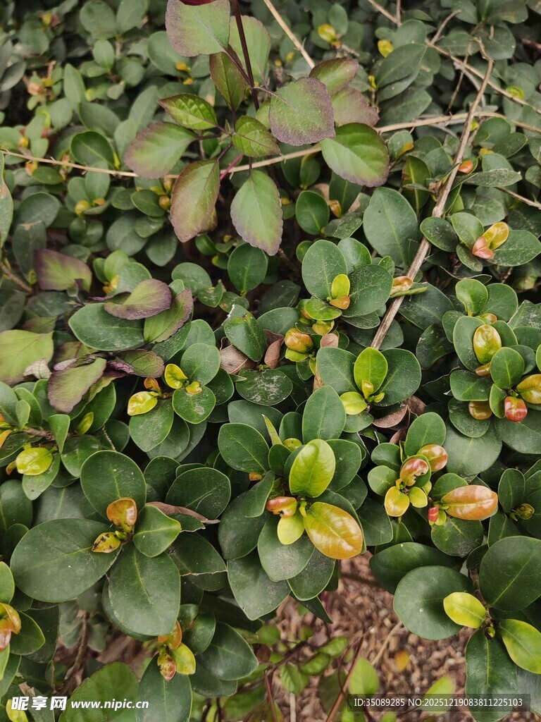 绿叶黄花植物景观