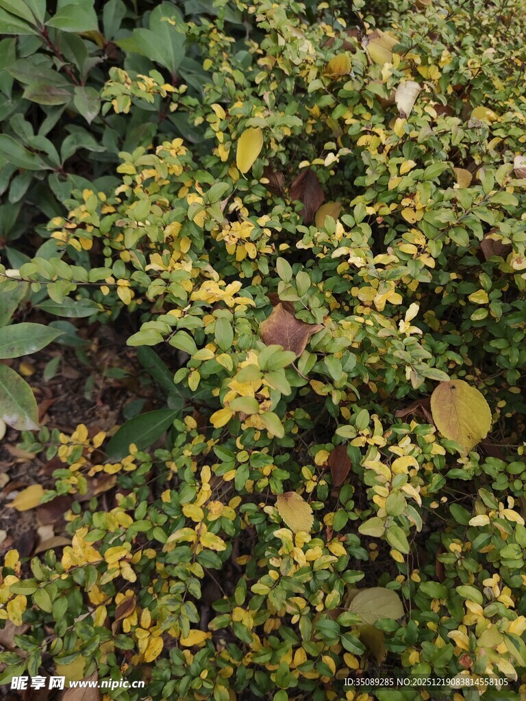 绿叶繁茂的植物景观