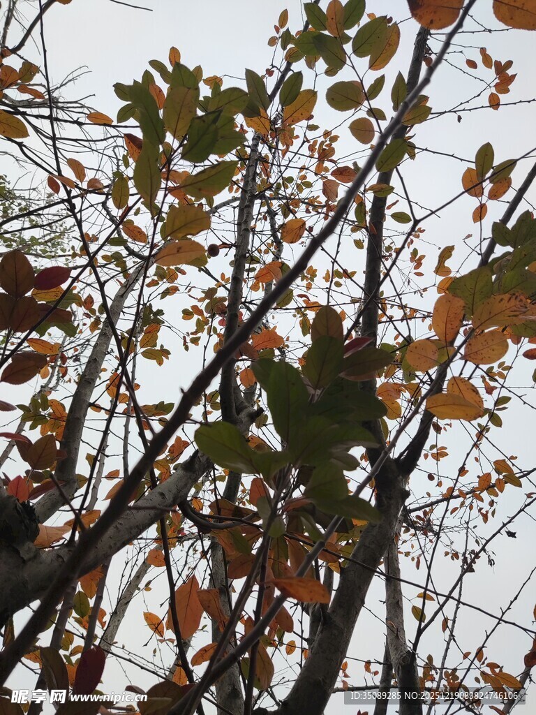 秋日枝头斑斓树叶