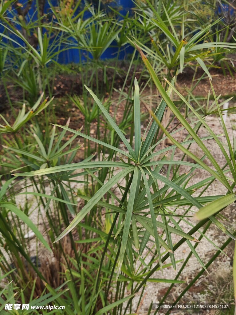 翠绿星状叶片植物特写