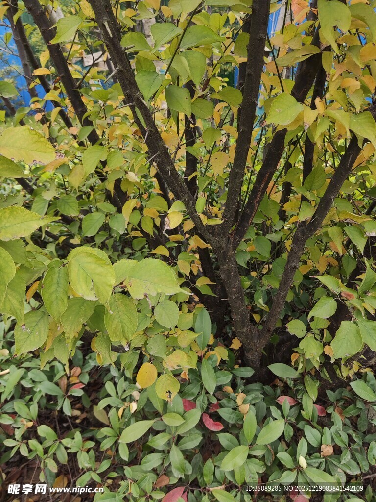 绿叶繁茂的植物景观