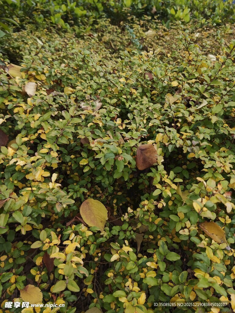 绿叶丛中的成熟果实